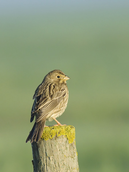 Harmaasirkku, Corn Bunting, Emberiza calandra
